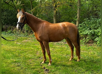 Pony tedesco, Giumenta, 3 Anni, 146 cm, Sauro