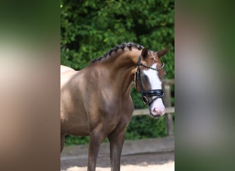 Pony tedesco, Giumenta, 3 Anni, 146 cm, Sauro scuro