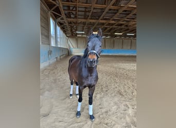 Pony tedesco, Giumenta, 3 Anni, 147 cm, Baio nero