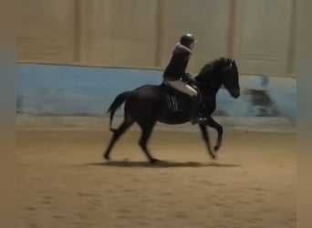 Pony tedesco, Giumenta, 3 Anni, 147 cm, Baio scuro