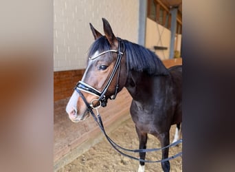 Pony tedesco, Giumenta, 3 Anni, 147 cm, Baio scuro