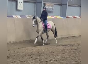 Pony tedesco, Giumenta, 3 Anni, 147 cm, Falbo