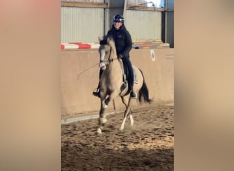 Pony tedesco, Giumenta, 3 Anni, 147 cm, Falbo