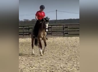 Pony tedesco, Giumenta, 3 Anni, 147 cm, Falbo