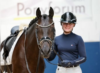 Pony tedesco, Giumenta, 3 Anni, 147 cm, Falbo