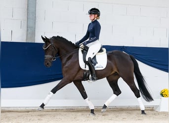 Pony tedesco, Giumenta, 3 Anni, 147 cm, Falbo