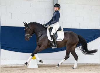 Pony tedesco, Giumenta, 3 Anni, 147 cm, Falbo