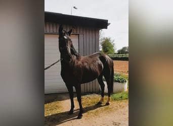 Pony tedesco, Giumenta, 3 Anni, 147 cm, Morello