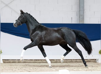 Pony tedesco, Giumenta, 3 Anni, 147 cm, Morello