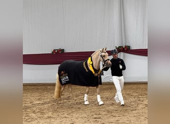 Pony tedesco, Giumenta, 3 Anni, 147 cm, Palomino