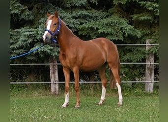Pony tedesco, Giumenta, 3 Anni, 147 cm, Sauro