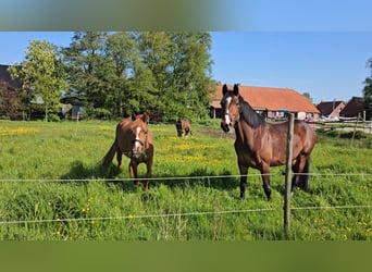 Pony tedesco, Giumenta, 3 Anni, 147 cm, Sauro