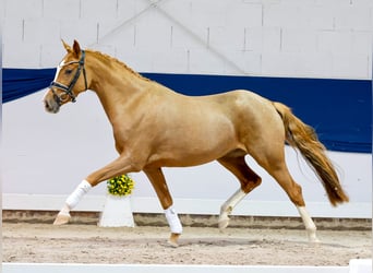 Pony tedesco, Giumenta, 3 Anni, 147 cm, Sauro