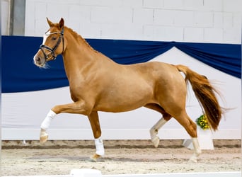 Pony tedesco, Giumenta, 3 Anni, 147 cm, Sauro
