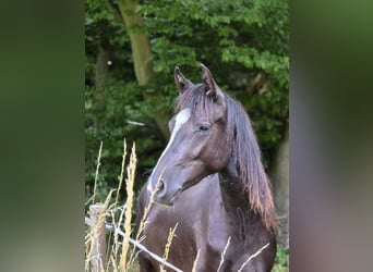 Pony tedesco, Giumenta, 3 Anni, 148 cm, Baio nero