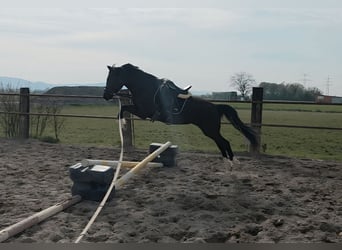 Pony tedesco, Giumenta, 3 Anni, 148 cm, Baio nero