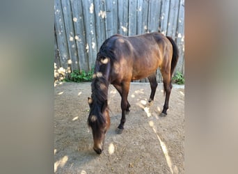 Pony tedesco, Giumenta, 3 Anni, 148 cm, Baio nero