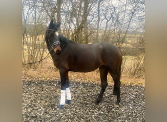 Pony tedesco, Giumenta, 3 Anni, 148 cm, Baio scuro