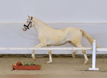 Pony tedesco, Giumenta, 3 Anni, 148 cm, Cremello