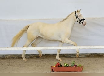 Pony tedesco, Giumenta, 3 Anni, 148 cm, Cremello