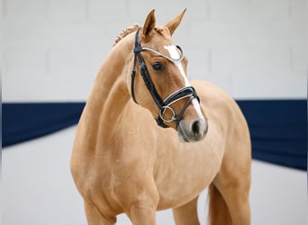Pony tedesco, Giumenta, 3 Anni, 148 cm, Dunalino