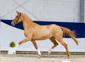 Pony tedesco, Giumenta, 3 Anni, 148 cm, Dunalino