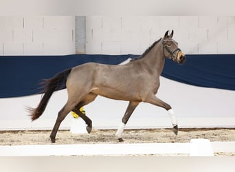 Pony tedesco, Giumenta, 3 Anni, 148 cm, Falbo