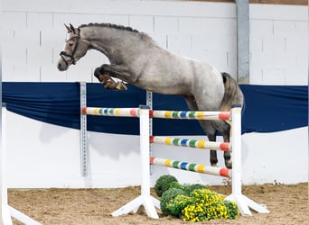 Pony tedesco, Giumenta, 3 Anni, 148 cm, Grigio