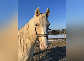 Pony tedesco, Giumenta, 3 Anni, 148 cm, Palomino