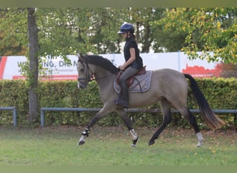Pony tedesco, Giumenta, 3 Anni, 148 cm, Pelle di daino
