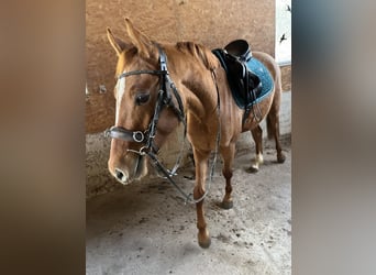 Pony tedesco, Giumenta, 3 Anni, 148 cm, Red dun