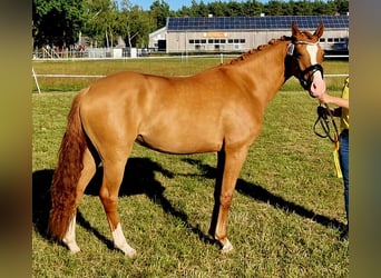Pony tedesco, Giumenta, 3 Anni, 148 cm, Sauro
