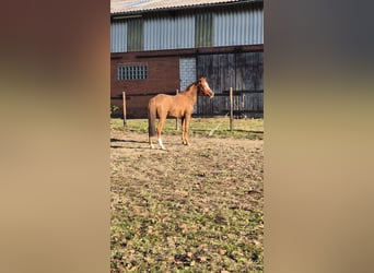 Pony tedesco, Giumenta, 3 Anni, 148 cm, Sauro scuro