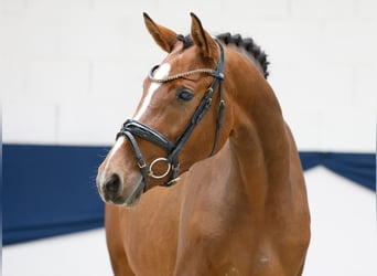 Pony tedesco, Giumenta, 3 Anni, 149 cm, Baio