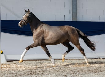 Pony tedesco, Giumenta, 3 Anni, 149 cm, Leardo