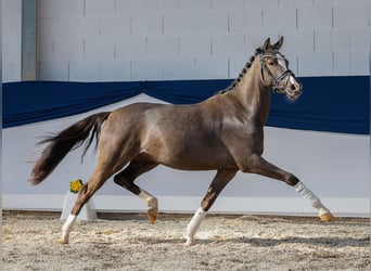 Pony tedesco, Giumenta, 3 Anni, 149 cm, Leardo