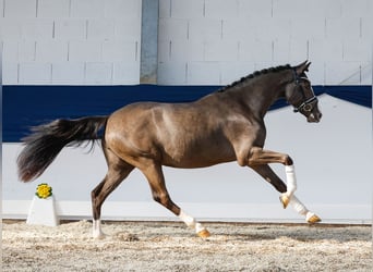 Pony tedesco, Giumenta, 3 Anni, 149 cm, Leardo