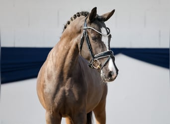 Pony tedesco, Giumenta, 3 Anni, 149 cm, Leardo