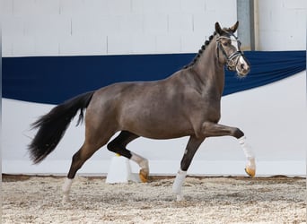 Pony tedesco, Giumenta, 3 Anni, 149 cm, Leardo