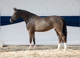 Pony tedesco, Giumenta, 3 Anni, 149 cm, Leardo