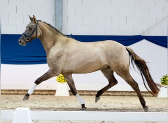 Pony tedesco, Giumenta, 3 Anni, 149 cm, Pelle di daino
