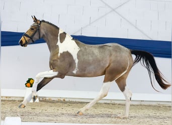 Pony tedesco, Giumenta, 3 Anni, 149 cm, Pezzato