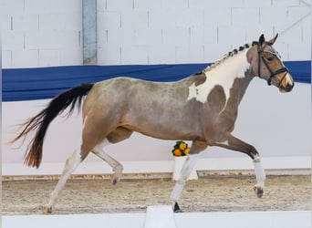 Pony tedesco, Giumenta, 3 Anni, 149 cm, Pezzato