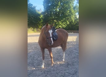Pony tedesco, Giumenta, 3 Anni, 149 cm, Sauro