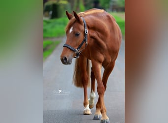 Pony tedesco, Giumenta, 3 Anni, 150 cm, Sauro
