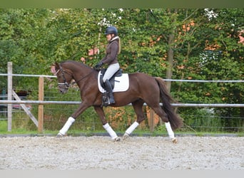 Pony tedesco, Giumenta, 3 Anni, 151 cm, Sauro scuro