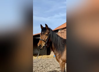 Pony tedesco, Giumenta, 3 Anni, 152 cm, Baio