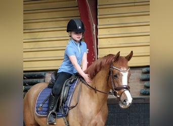 Pony tedesco, Giumenta, 3 Anni, 152 cm, Sauro