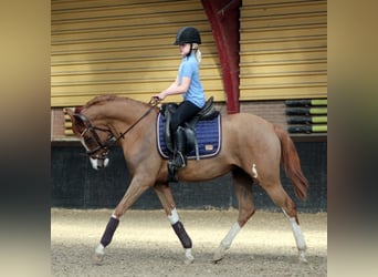 Pony tedesco, Giumenta, 3 Anni, 152 cm, Sauro