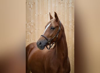 Pony tedesco, Giumenta, 3 Anni, 152 cm, Sauro